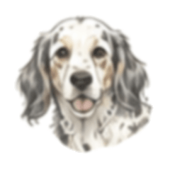 Suncrop 089 English Setter