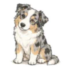 Suncrop 095 Australian Shepherd