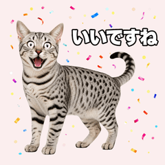Elegant Egyptian Mau