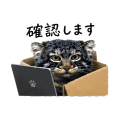 The new Pallas's cat, Peega, at work!