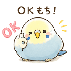 A cute, grown-up parrot.