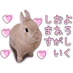 Cute Netherland Dwarf rabbit, Koro-chan.