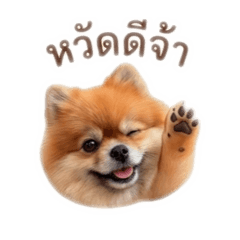 FanFanPom_20260428170918