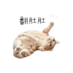 安逸自然的貓態
