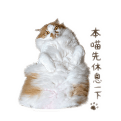 李家cat日常生活