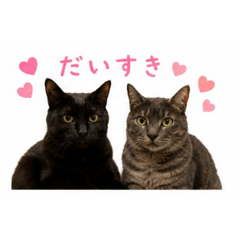 SHIMIZU_20260511210405