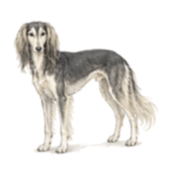 Suncrop 100 Saluki