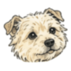 Suncrop 099 Norfolk Terrier