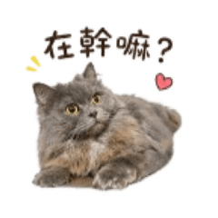 霸姐妞妞