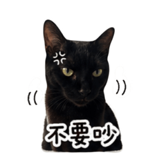 皮蛋小小貓咪
