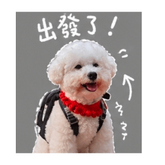 米提白菜