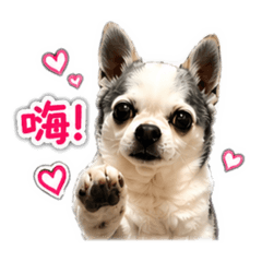 葉仔丸❤️