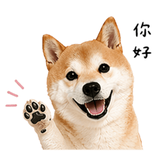柴犬熊哥