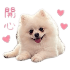 奶油博美～咪嚕