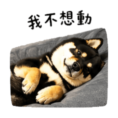 黑柴Oero大滿貫