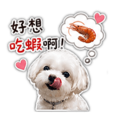 m’馬爾來賣泰國蝦啦