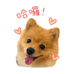 奶油博美劉福順