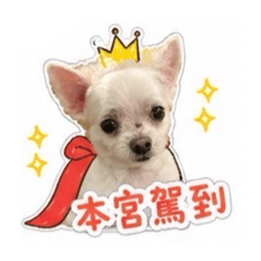 你的狗勾已上線