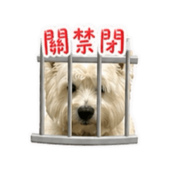 嘴嘴今天要幹嘛：拆家日記