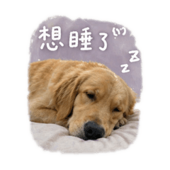 小小雞雞毛毛