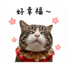 將軍是隻虎斑賓士貓2