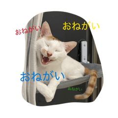 yuyu_20260511203549