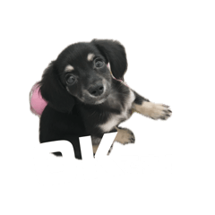Qoo  stamp