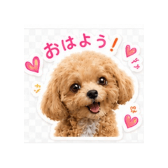 Wan animal_20260511211221