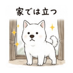 KENYUAN / KENNEL OF KISHU DOGS_ARUARU