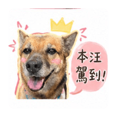 可愛寶 金小花