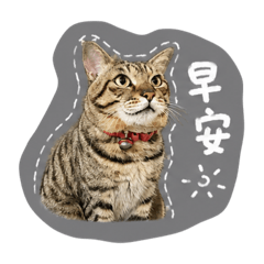 楊滷肉