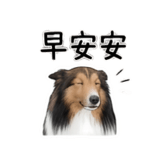 小樂寶寶的實用貼圖