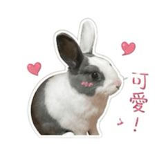 灰灰出沒中