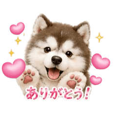 Kotastamp_20260511205321