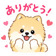 Fluffy Pome Daily Life