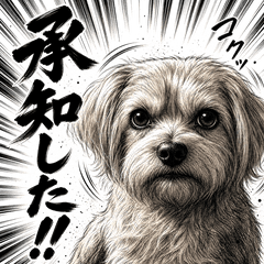 GEKIGA DE NORFOLK TERRIER