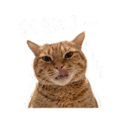 高冷阿吉的日常內心戲