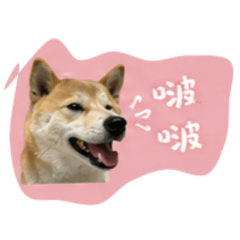 Uni討拍