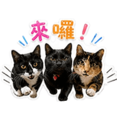 我家三隻貓寶貝