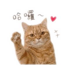 貓貓 fifi
