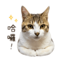 北七OT