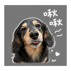 YOYO的可愛生活