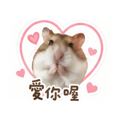 老公公寵物鼠