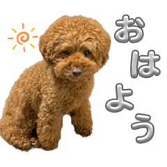 porimaru_20260511221718