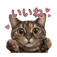 Kumapp_20260502141727