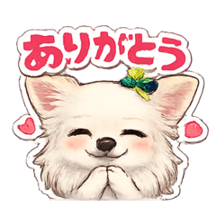 yurufuwa_Chihuahua