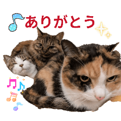 Piano cat fun_20260511222139