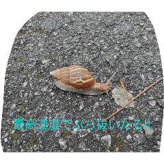 cute.chao_20260502141727