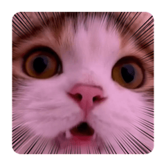 Yk_20260511212653