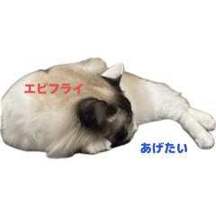 Gomaro_20260511220021